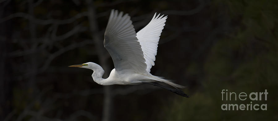 White Heron in Flight Photograph by Dale Powell