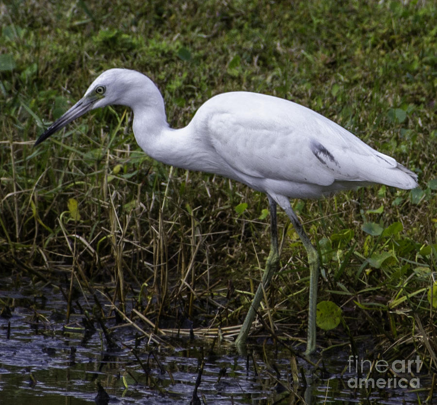 White Heron In Marsh Photograph