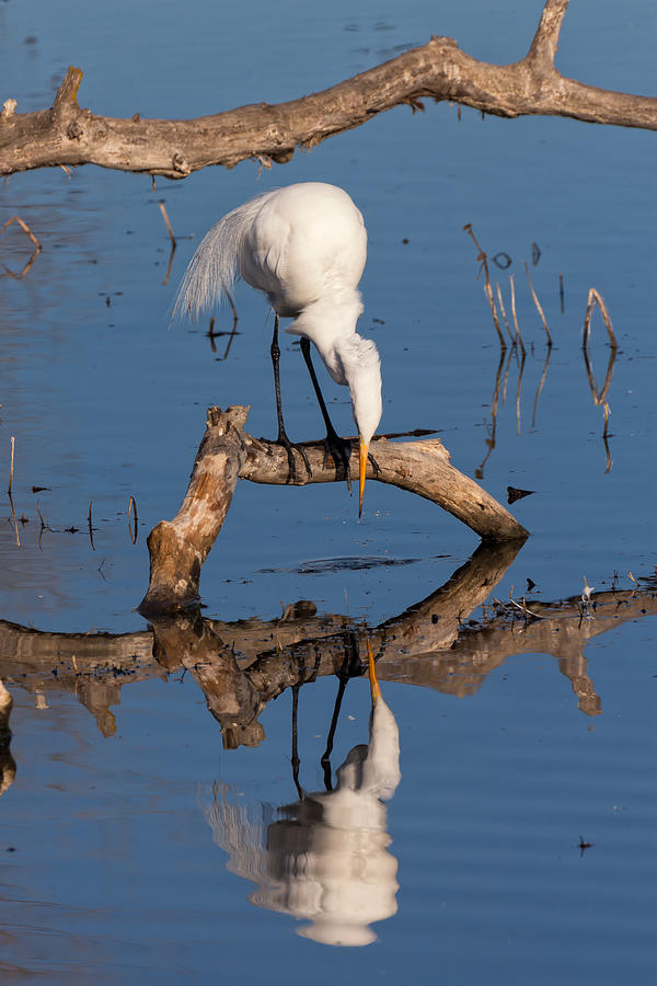 Nature Photograph - White Heron in the Looking Glass by Kathleen Bishop