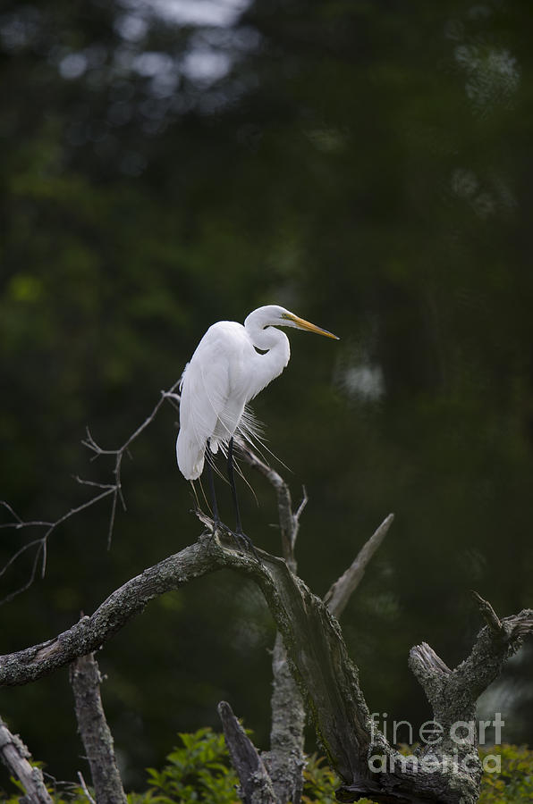 White Heron in Tree Photograph by Dale Powell