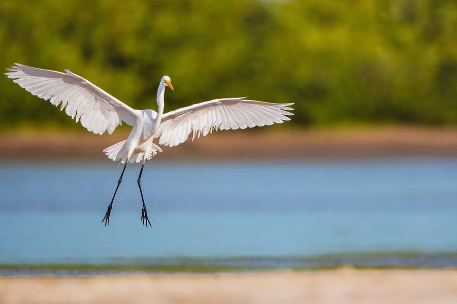 White Heron Landing Graciously Photograph by Andres Leon