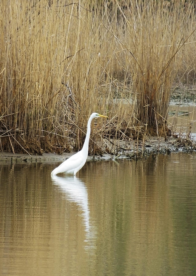 White Heron On The Hunt Photograph by Shawna Rowe