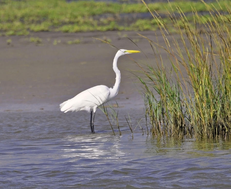 White Heron Posing Photograph by Judith Russell-Tooth - Fine Art America