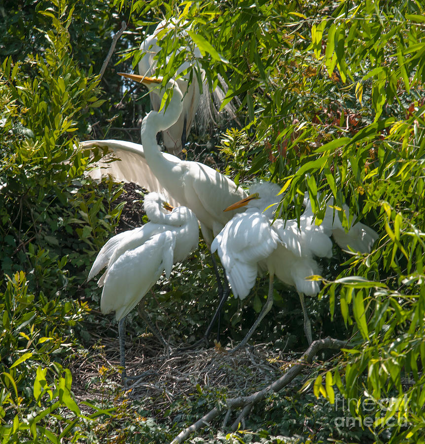 White Heron Trio Photograph