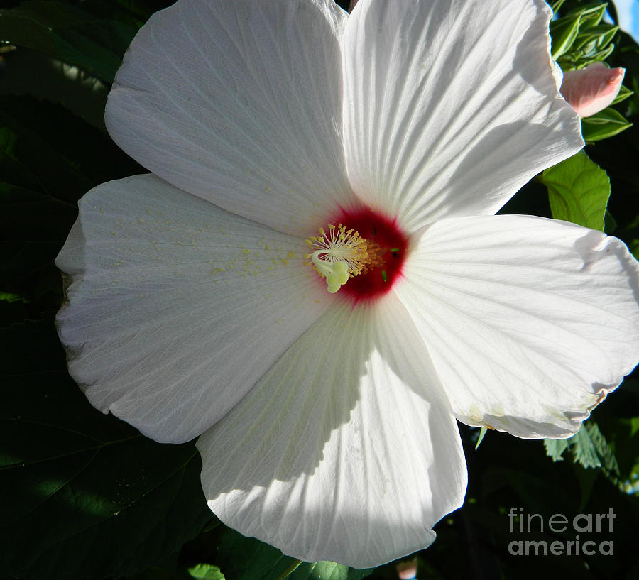 White Hibiscus Photograph by Andrea Anderegg