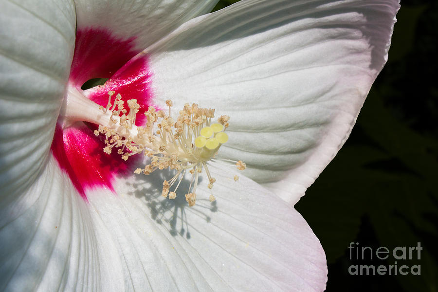 White Hibiscus Photograph by Barbara McMahon