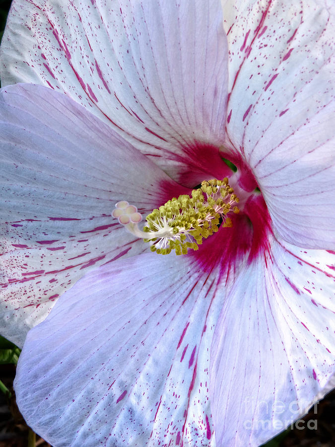 White Hibiscus Beauty Photograph by Ella Kaye Dickey