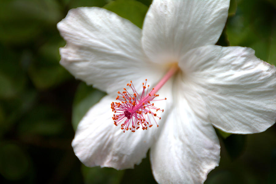Up Movie Photograph - White Hibiscus by Brian Harig
