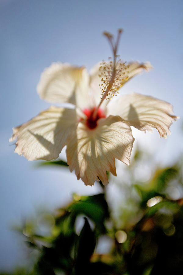 White Hibiscus Flower Backlit By Sun Photograph by Merten Snijders