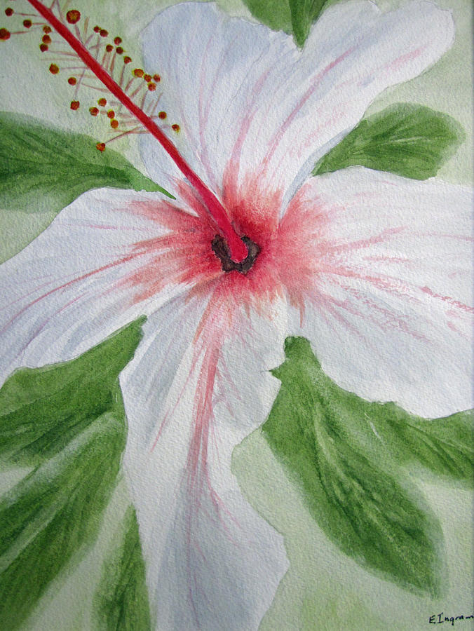 White Hibiscus Flower Painting by Elvira Ingram