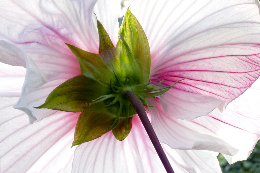 White Hibiscus Flower  Photograph by Marina Kojukhova