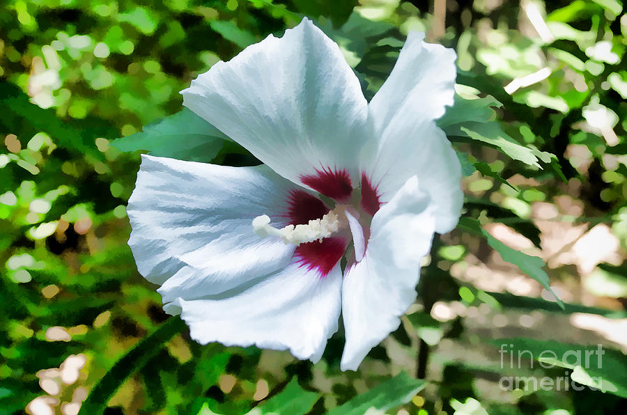 White Hibiscus From Missouri Botanical Gardens Photograph by Luther Fine Art