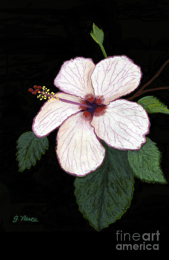 White Hibiscus Pastel by Ginny Neece