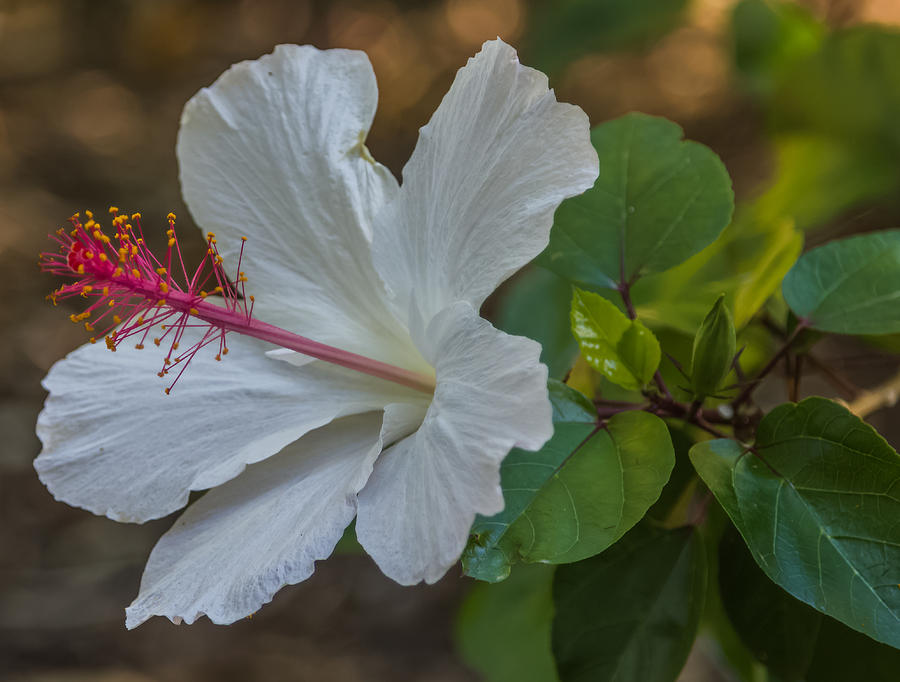 White Hibiscus Photograph by Jane Luxton