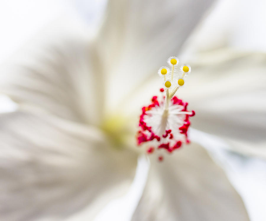 White Hibiscus Macro 1 Photograph by Leigh Anne Meeks