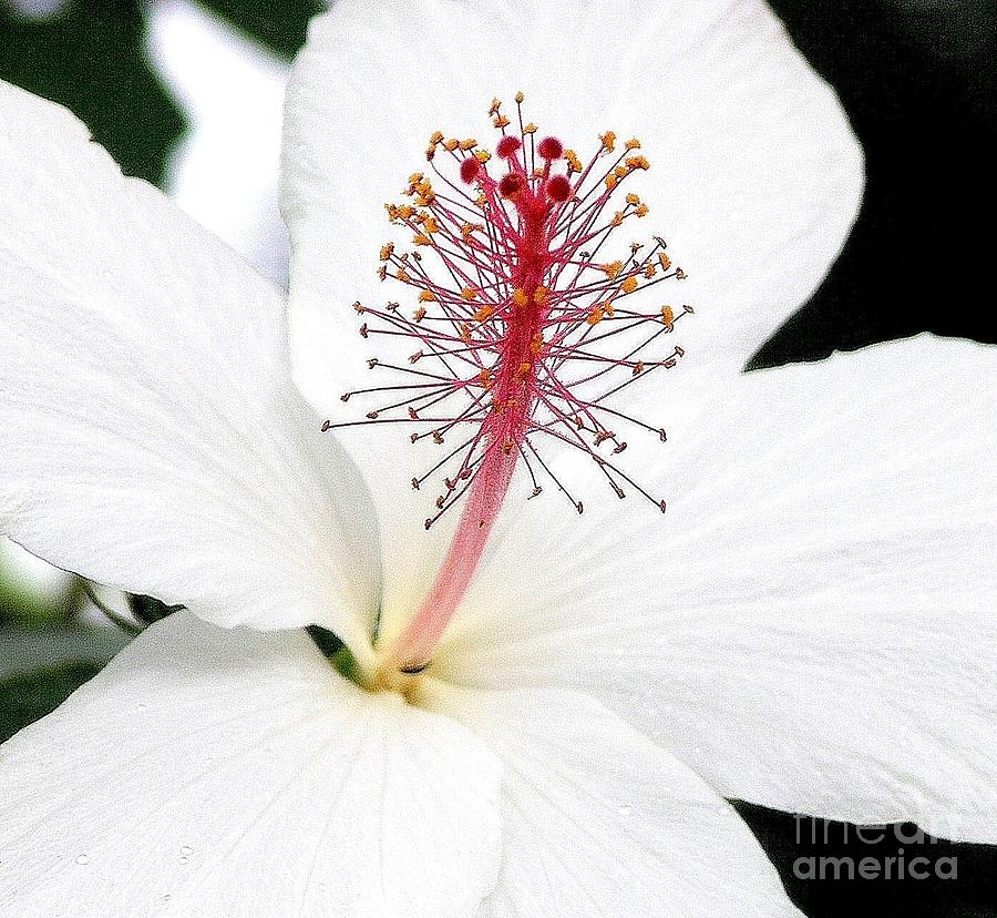 White Hibiscus Photograph by Mary Deal