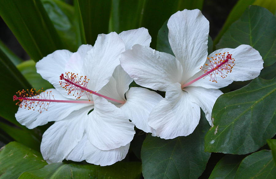 White Hibiscus Trio Waikiki Photograph by Michele Myers