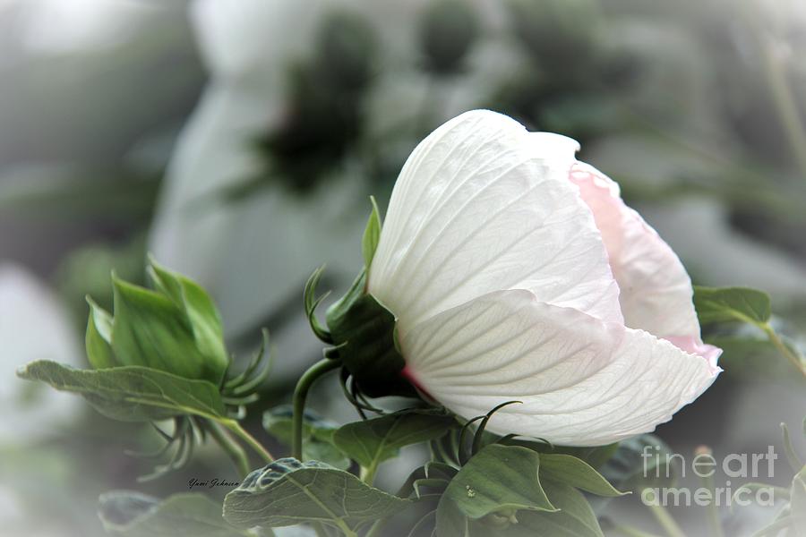 White Hibiscus Photograph by Yumi Johnson
