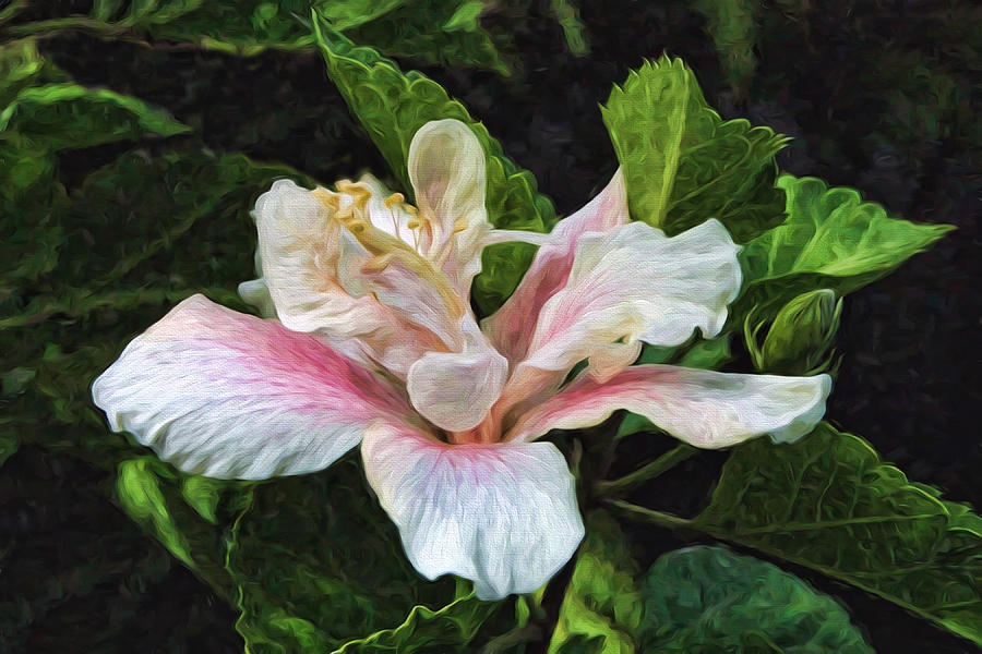 Nature Photograph - White Hibiscus Painting by Linda Phelps