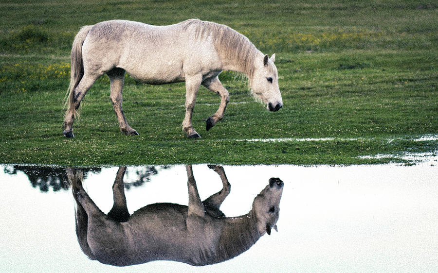 White Horse & Reflection Photograph by Natalieshuttleworth