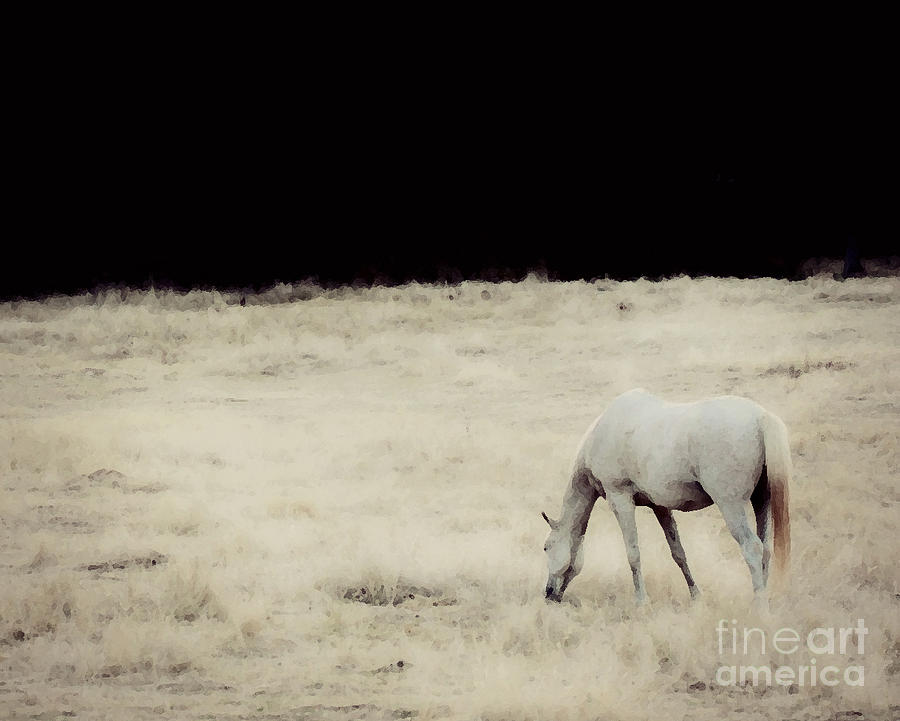 Black And White Photograph - White Horse by Amy Neal