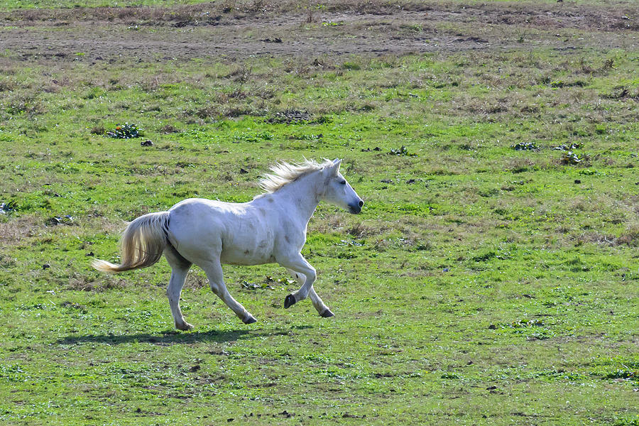 White Horse At Cades Cove Photograph