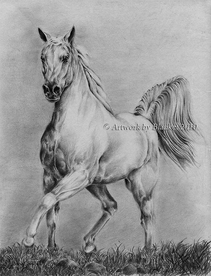 Free Black And White Horse Drawing Download Free Black And White Horse  Drawing png images Free ClipArts on Clipart Library