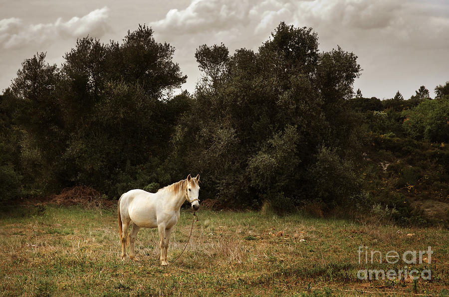 White Horse Photograph by Carlos Caetano