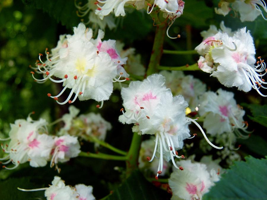 White Horse Chestnut in Bloom Photograph by Vanessa Thomas