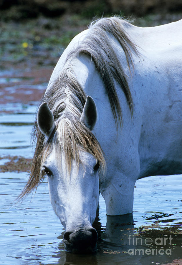 White Horse Drinking Photograph by William H. Mullins
