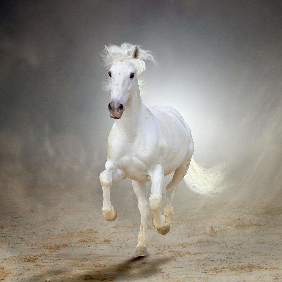 White Horse Galloping Photograph by Christiana Stawski