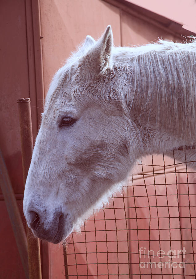 White horse head Photograph by Gina Koch