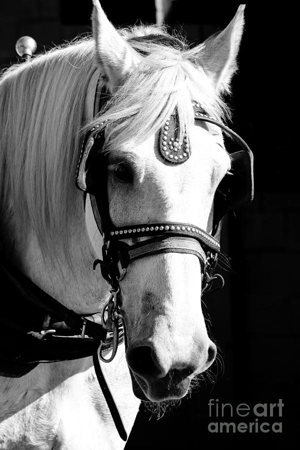 White Horse I Photograph by Robert Yaeger