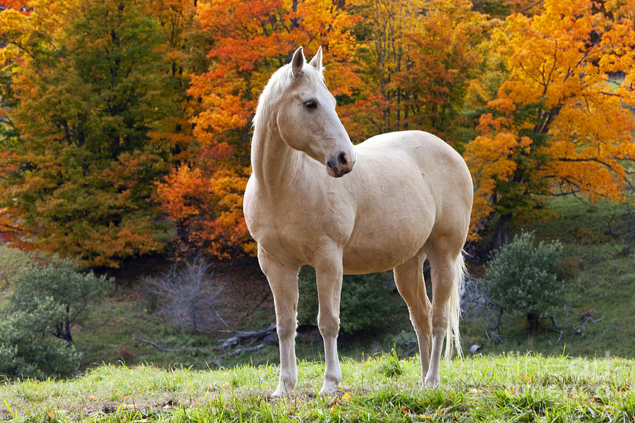White Horse in Autumn Photograph by Brian Jannsen