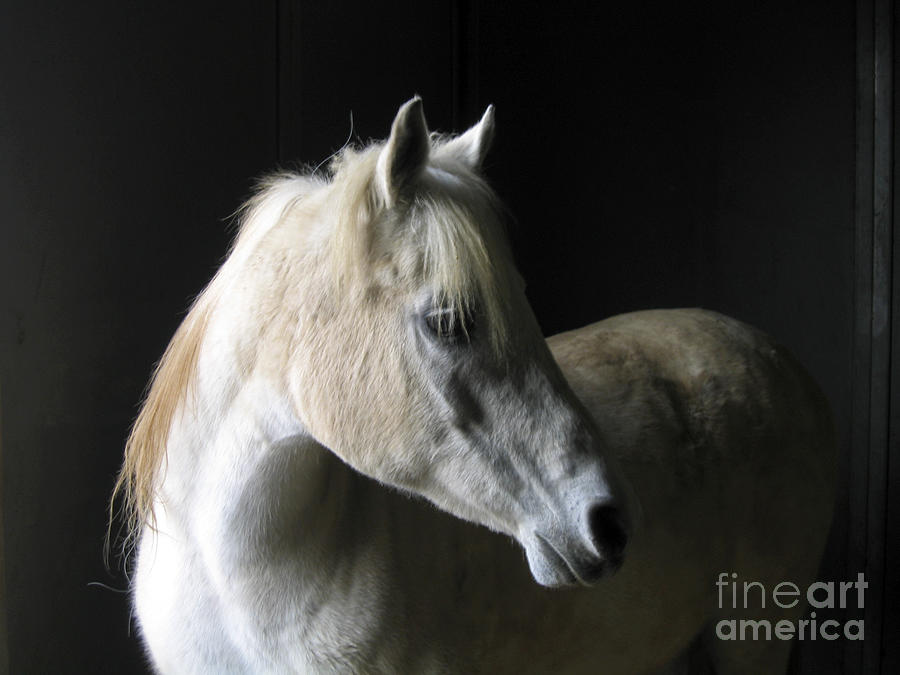 White Horse in Profile Painting by Paula Joy Welter