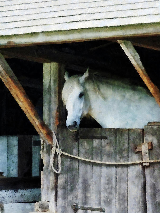 White Horse in Stable Photograph by Susan Savad