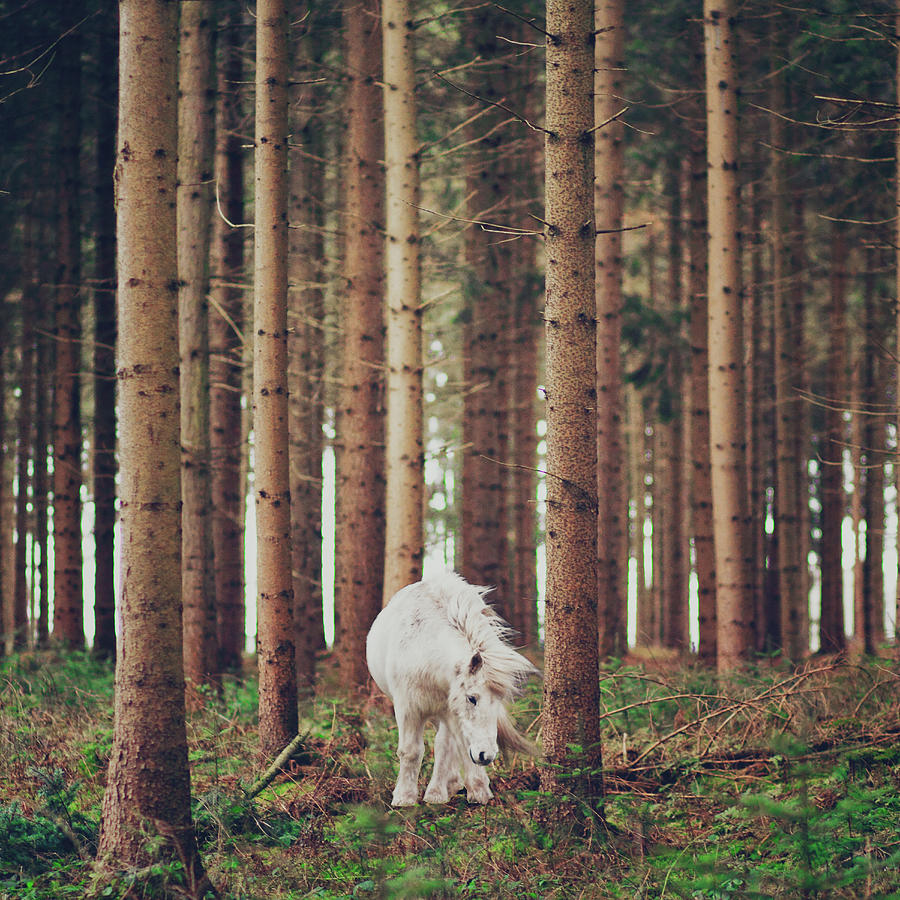 White Horse In The Wood Photograph by Julia Davila-lampe