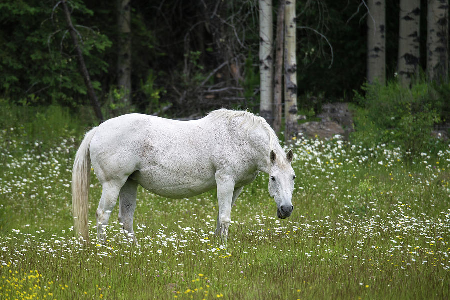 White Horse In Wildflower Field Photograph by Mark Newman