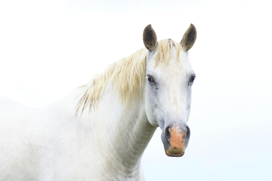 White Horse Photograph by Karen McKenzie McAdoo