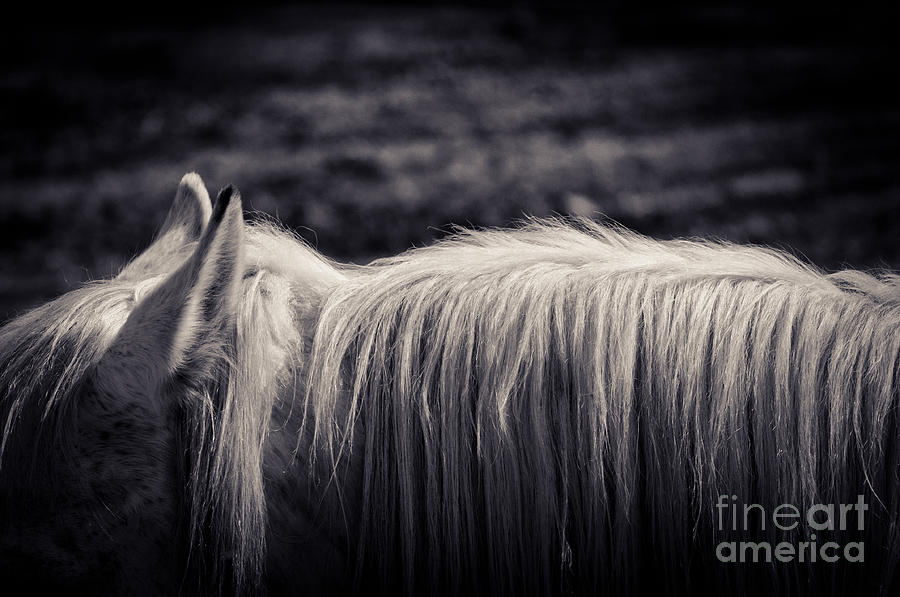Animal Photograph - White horse mane by Silvia Ganora