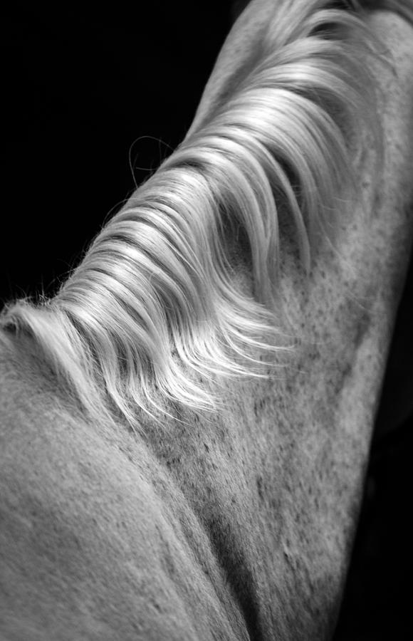 White Horse Mane Photograph by Toni Thomas - Pixels