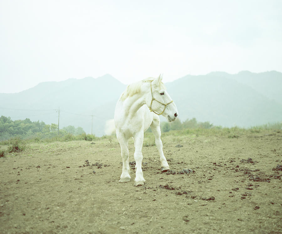 White Horse Photograph by Masato Ninomiya