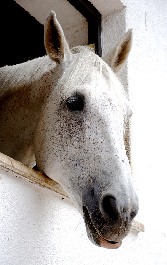 Horse Photograph - White horse by Maurizio Incurvati Horse Photograph - White horse by Maurizio Incurvati