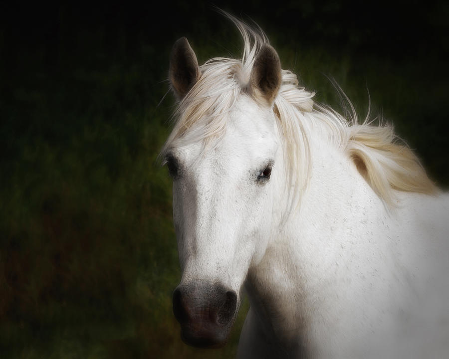 White Horse of the Carmargue Photograph by Gigi Ebert