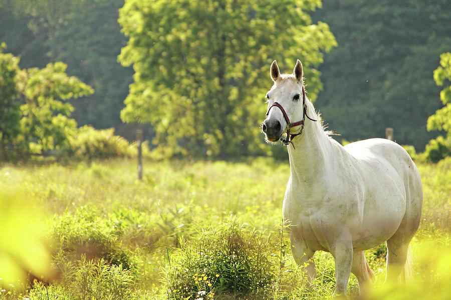 White Horse On Golden Field Photograph by B.e. Mcgowan Photography