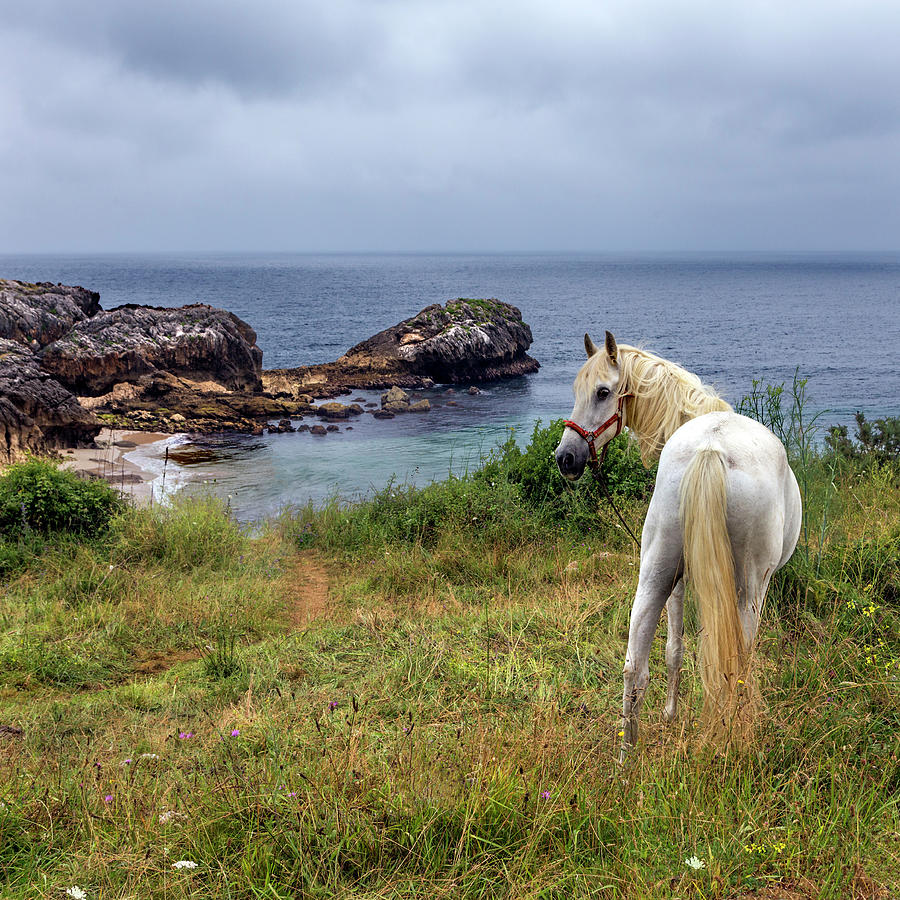 White Horse Photograph by Pilar Azaña Talán