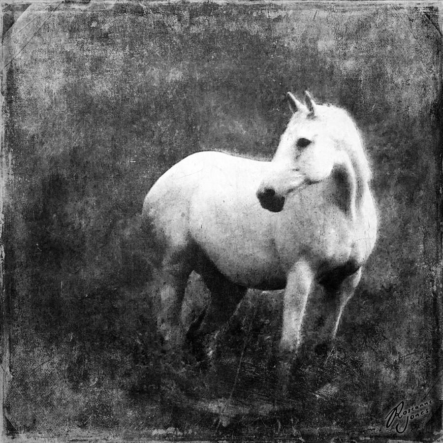 White Horse Photograph by Roseanne Jones