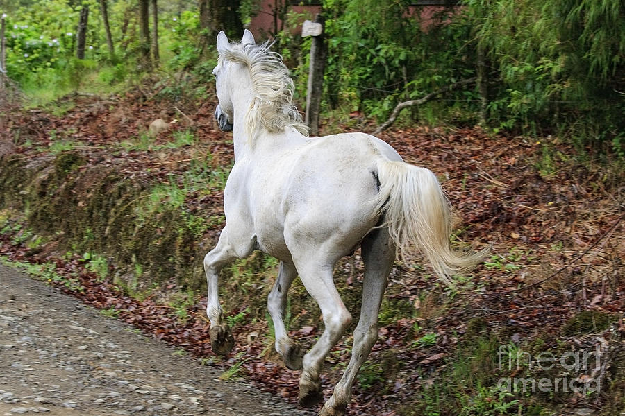 Summer Photograph - White horse running by Patricia Hofmeester