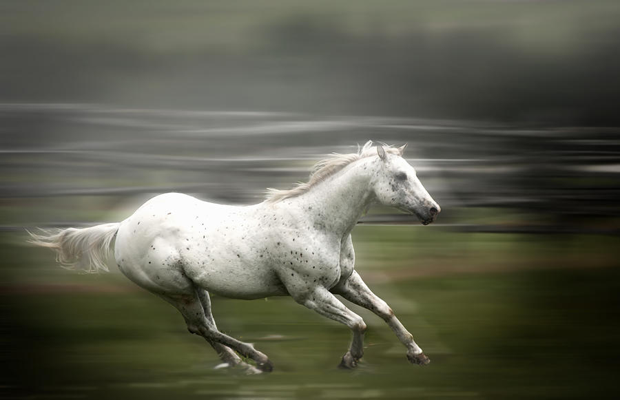 White Horse running Photograph by Patrick Boening