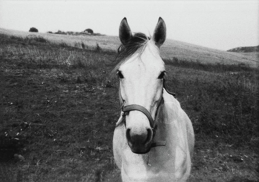 White Horse Photograph by Simona Garufo